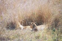 Löwin mit Jungen in der Serengeti